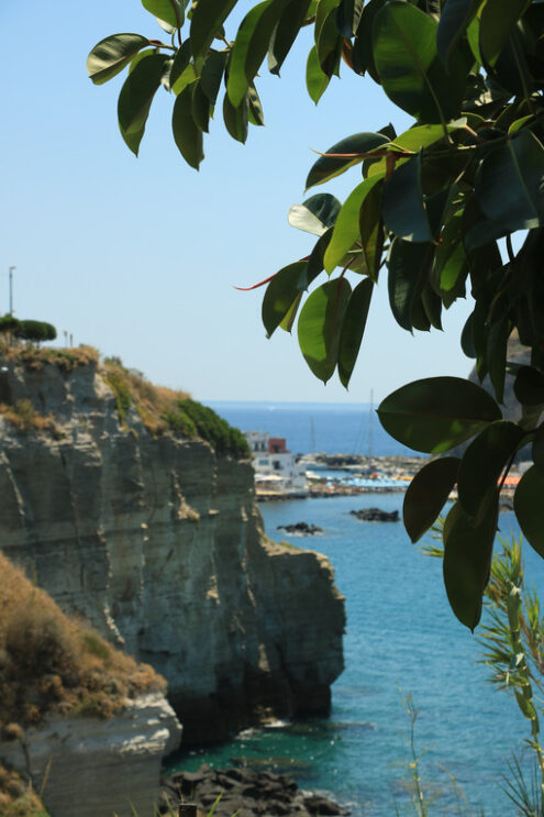 Leaves of a ficus plant. In the background the sea and the rocks - MyVideoimage.com