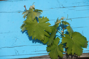 Leaves of a vine plant against the background of a blue colored wooden wall. - MyVideoimage.com | Foto stock & Video footage