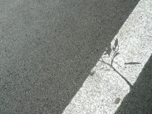 Leaves painted on a white strip of asphalt road. - MyVideoimage.com | Foto stock & Video footage