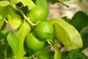 Lemon fruits. Green ripe organic lemon fruits on the plant. - MyVideoimage.com | Foto stock & Video footage