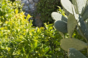 Lemon plant with prickly pear cactus - MyVideoimage.com | Foto stock & Video footage