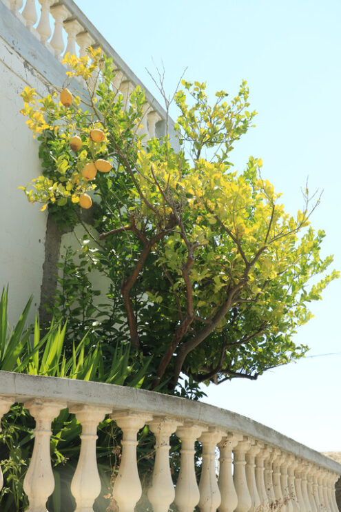 Lemons plant on home balcony. Cultivation of citrus fruits in a - MyVideoimage.com