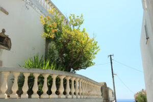 Lemons plant on home balcony. Cultivation of citrus fruits in a - MyVideoimage.com