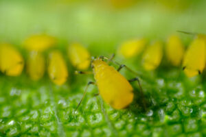 Lice on plant. Yellow aphids on a leaf suck the sap of the plant. Stock photos. - MyVideoimage.com | Foto stock & Video footage