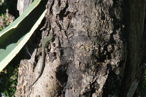 Lizard camouflaged in the sun on a tree trunk. Small reptile climbing a tree in an Italian garden. - MyVideoimage.com