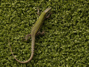 Lizard on a fake green plastic lawn. - MyVideoimage.com