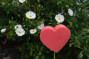 Love symbol. Red heart in foam in the shape of a flower. Garden with white blooming cistus bush with a heart symbolizing love. - MyVideoimage.com | Foto stock & Video footage