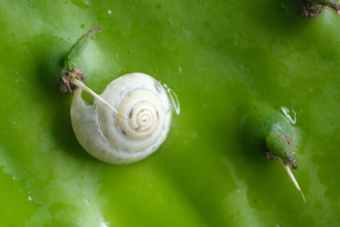 Lumaca tra le spine di una pianta di cactus. Snail among the cactus leaf thorns. Foto stock royalty free. - MyVideoimage.com | Foto stock & Video footage