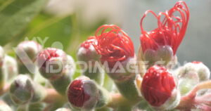 Macro fiori rossi video stock. Macro photo of Callistemon flowers in a garden overlooking the Ligurian sea.  Video footage.