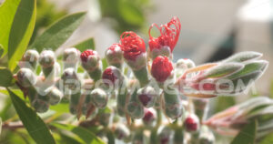 Macro flower Callistemon footage video. Macro photo of Callistemon flowers in a garden overlooking the Ligurian sea.  Video footage.