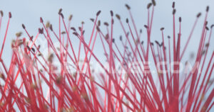 Macro flowers footage video stock. Macro photo of Callistemon flowers in a garden overlooking the Ligurian sea.  Video footage.