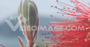 Macro red flowers footage video. Macro Photo of Callistemon flowers in a garden overlooking the Ligurian sea.  Video footage.