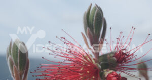 Macro red flowers video footage. Macro Photo of Callistemon flowers in a garden overlooking the Ligurian sea.  Video footage.