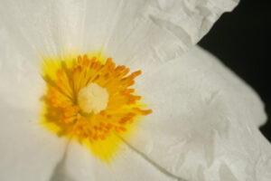 Macro shot of flowers. Macro shot of flowering with small plant roses typical of the Mediterranean garden with crumpled petals. - MyVideoimage.com | Foto stock & Video footage