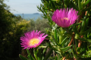 Magenta flowers. Carpobrotus flowers on the background of the Ligurian sea. Mediterranean garden with beautiful magenta succulent flowers. - MyVideoimage.com | Foto stock & Video footage