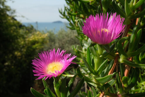 Magenta flowers. Carpobrotus flowers on the background of the Ligurian sea. Mediterranean garden with beautiful magenta succulent flowers. - MyVideoimage.com | Foto stock & Video footage