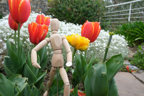 Manichino di legno. Wooden mannequin in the midst of spring flowers. Garden with orange tulips and rotating model. - MyVideoimage.com | Foto stock & Video footage