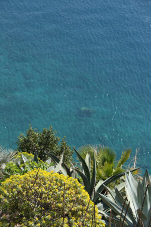 Mare e vegetazione il Liguria, Cinque Terre. Hills of the Cinque Terre with typical Mediterranean vegetation. Euphorbia. Foto con sfondo mare. - MyVideoimage.com | Foto stock & Video footage