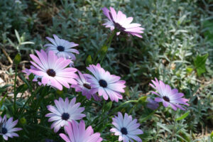 Margherita africana. Giardino mediterraneo con fiori di Margherita africana (Dimorphotheca pluvialis). - MyVideoimage.com | Foto stock & Video footage