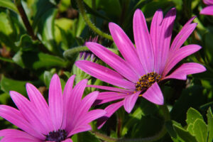 Margherita rosa. Macro photograph of a beautiful flower with purple red petals. African pink daisy  in a Mediterranean garden. Foto di fiori - MyVideoimage.com | Foto stock & Video footage