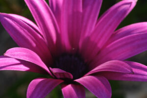 Margherita rossa. Macro fotografia di un bellissimo fiore. Margherita africana (pluvialis Dimorphotheca). - MyVideoimage.com | Foto stock & Video footage