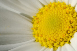 Margherita. Grande fiore di margherita bianco e giallo. Fotografia macro. - MyVideoimage.com | Foto stock & Video footage