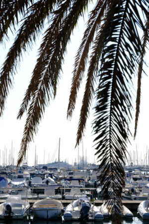 Marina. Boats in the marina with palm leaves. Stock photos. - MyVideoimage.com | Foto stock & Video footage