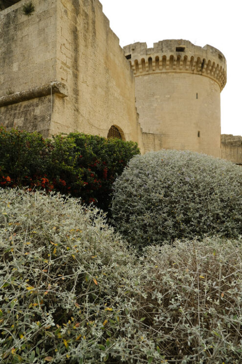 Matera castle. Tower of the Tramontano di Matera castle built in stone. In the foreground, olive-tree bushes pruned with a sphere. - MyVideoimage.com | Foto stock & Video footage