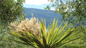 Mediterranean garden on the Ligurian Sea near the Cinque Terre - MyVideoimage.com | Foto stock & Video footage