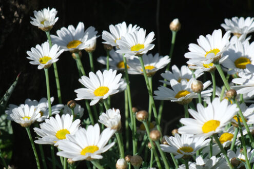 Mediterranean garden. Bush of white daisy flowers. - MyVideoimage.com | Foto stock & Video footage