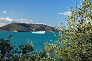 Mediterranean olive grove. Olive grove and garden with sea view. - MyVideoimage.com | Foto stock & Video footage