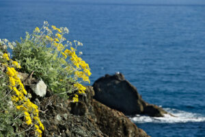 Mediterranean seascape. Seascape whit spurge tree near the Cinque Terre, in Liguria. - MyVideoimage.com | Foto stock & Video footage