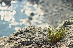 Mediterranean shrubs. Bonassola, near Cinque Terre. A cistus ladaniferus plant on the rocks. - MyVideoimage.com | Foto stock & Video footage