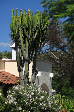 Mediterranean style home garden. Cactus and flower plant. Ischia - MyVideoimage.com