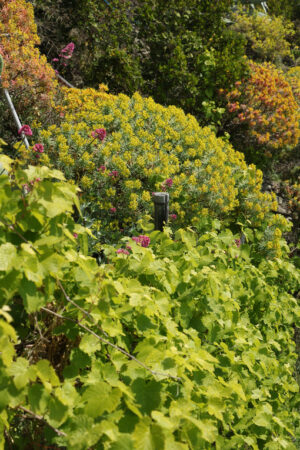 Mediterranean vegetation. Vineyards and bushes of Euphorbia in the Cinque Terre park in Liguria. - MyVideoimage.com | Foto stock & Video footage