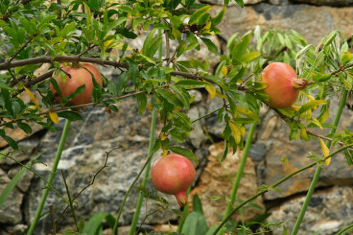 Melagrana sulla pianta. Frutti rossi maturi di melograno sulla pianta. - MyVideoimage.com | Foto stock & Video footage