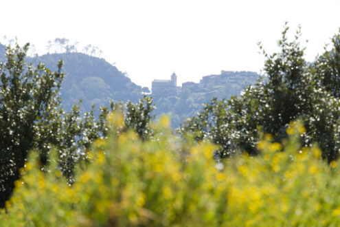 Monastero Liguria. Church of San Bernardino, Cinque Terre, betweet trees and yellow flower. One of the monasteries in the mountains of Liguria (Cinque Terre) - MyVideoimage.com | Foto stock & Video footage