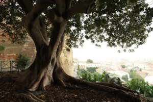 Monumental ficus. Panorama of Cagliari. Stock photos. - MyVideoimage.com | Foto stock & Video footage