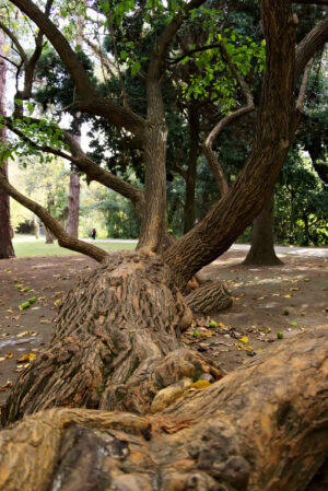 Monumental tree. Reggia di Caserta, Italy. 10/27/2018.  Monumental tree within the park. Detail of the trunk - MyVideoimage.com | Foto stock & Video footage