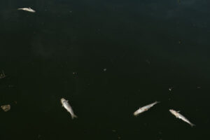 Moria di pesci. Dead fish float on the water. Foto stock royalty free. - MyVideoimage.com | Foto stock & Video footage