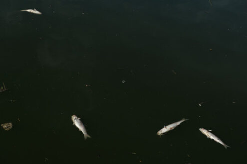 Moria di pesci. Dead fish float on the water. Foto stock royalty free. - MyVideoimage.com | Foto stock & Video footage