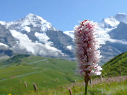 Mountain flower in the Swiss landscape. - MyVideoimage.com