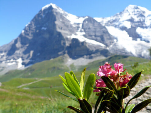 Mountain flower in the Swiss landscape. - MyVideoimage.com