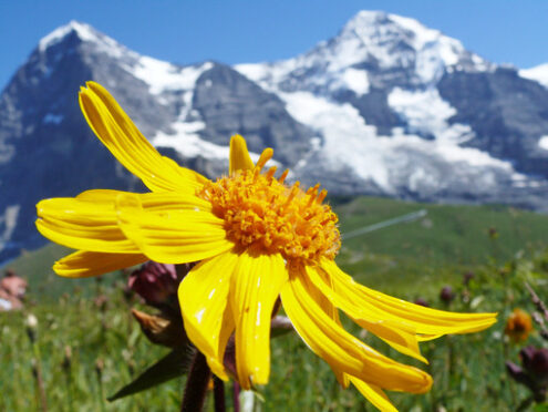 Mountain flower in the Swiss landscape. - MyVideoimage.com