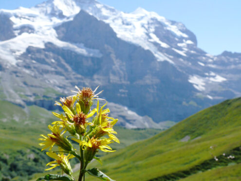 Mountain flower in the Swiss landscape. - MyVideoimage.com