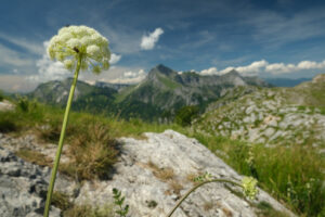 Mountain flower. Apuan Alps mountains with flower in the foreground. Stock photos. - MyVideoimage.com | Foto stock & Video footage