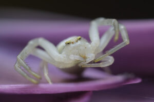 Moves paws. Beautiful white spider on a purple flower. Stock photos. - MyVideoimage.com | Foto stock & Video footage