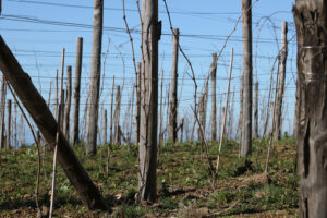 Muretti a secco alle Cinque Terre. Vine cultivation on the hills with dry stone walls in the Cinque Terre. - MyVideoimage.com | Foto stock & Video footage