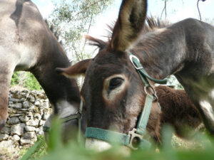 Muzzle of a mule that grazes in a land of Liguria, near the Cinque Terre. - MyVideoimage.com