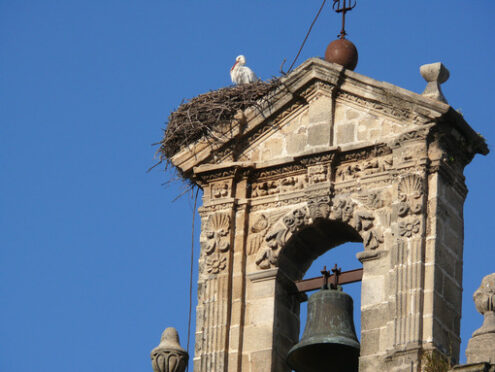 Nest of storks on the top of a bell tower. - MyVideoimage.com